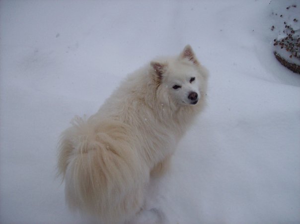 middle aged pearl in the snow