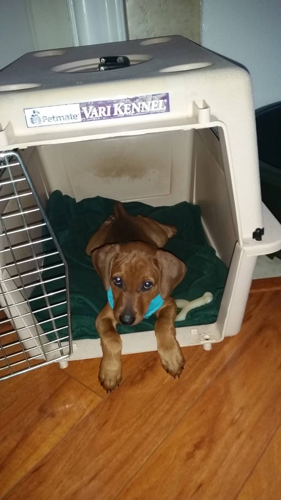 ayla in her crate
