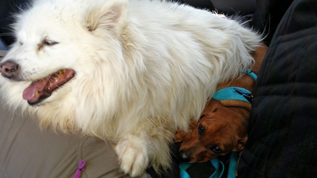 pearl sitting on ayla in the car