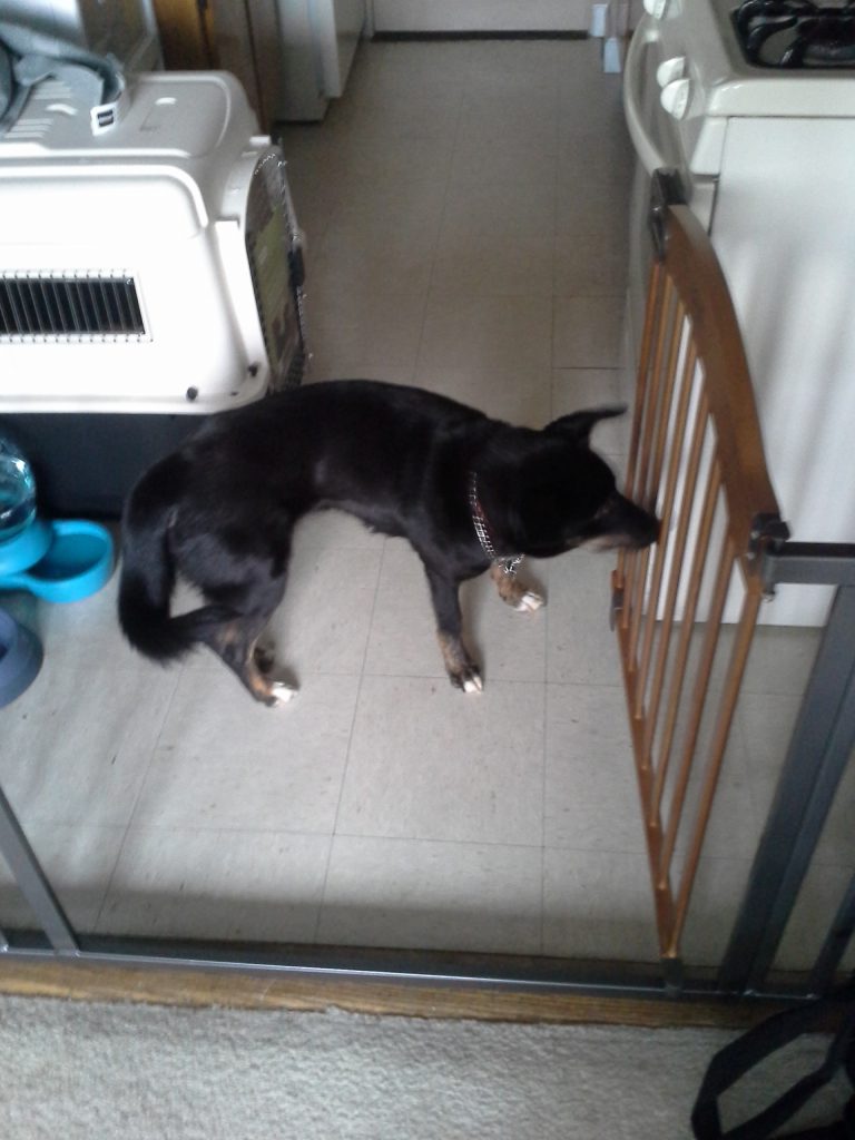 shasta standing in the kitchen next to her crate