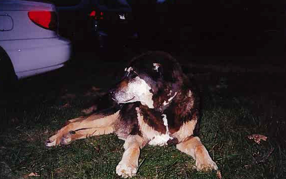old shepherd mix sally lying in the grass