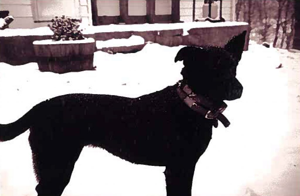 Sophie standing in the snow