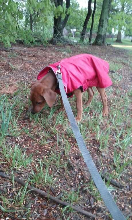 puppy in raincoat