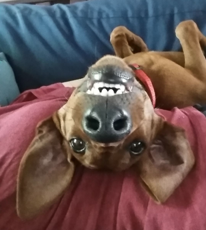 puppy upside down on my lap