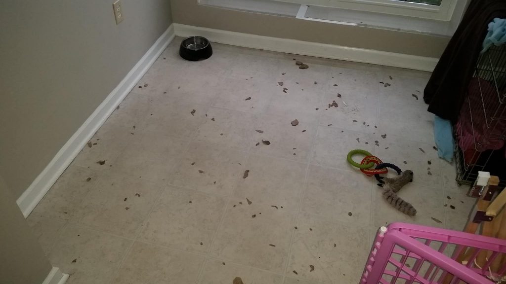 shredded cardboard on kitchen floor