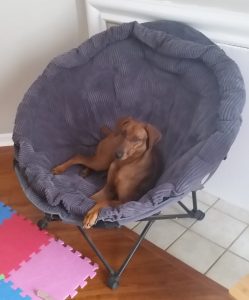 ayla laying in her scoop chair