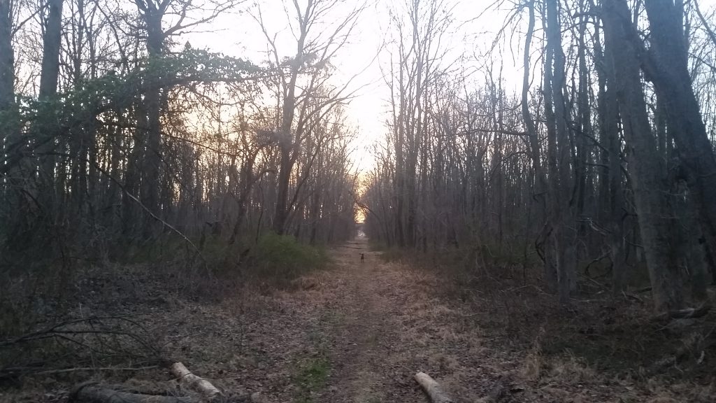 the forest split by the bath ending in a lightening sky