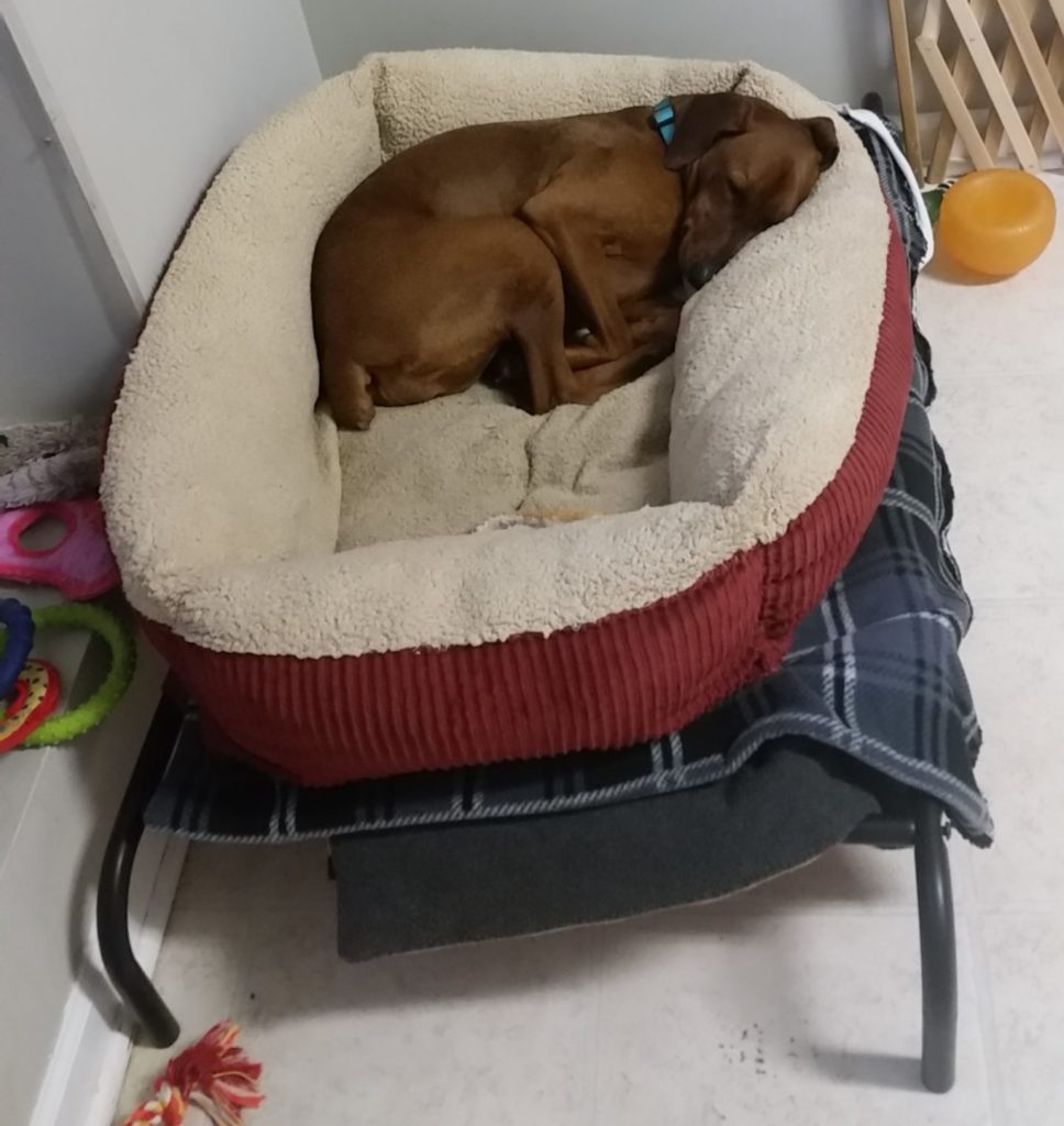 Ayla curled up in her self heating bed in the kitchen