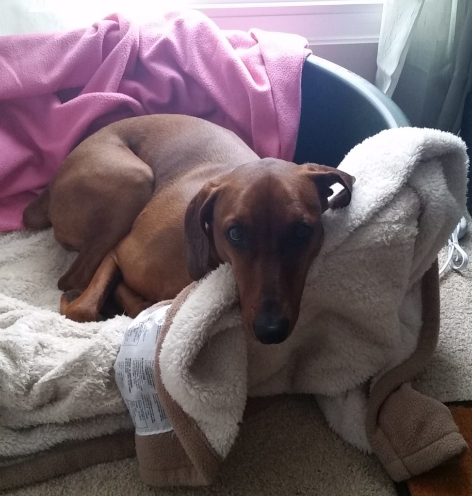 Ayla with her feet tucked up under her in bed.